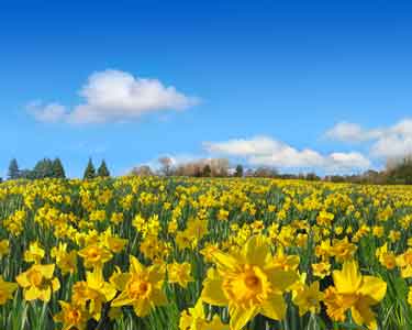 A field full of daffodils