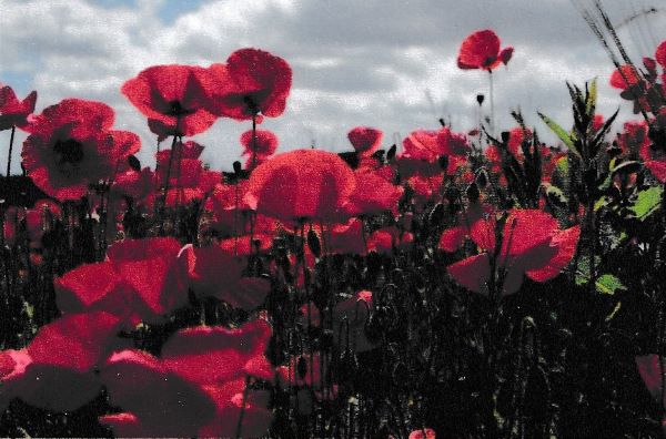 field of red poppies